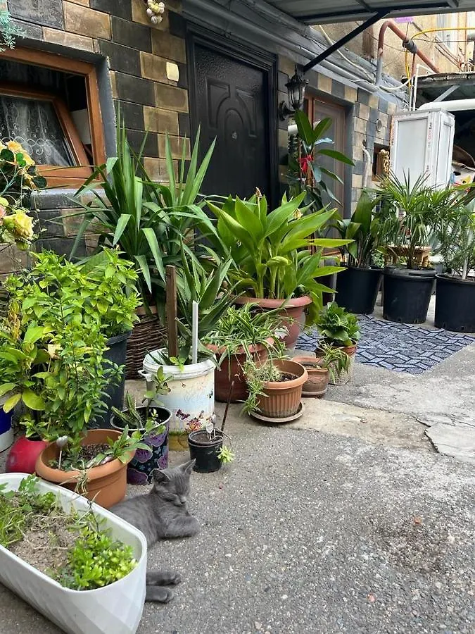 Loza Hostel Tbilisi Georgia